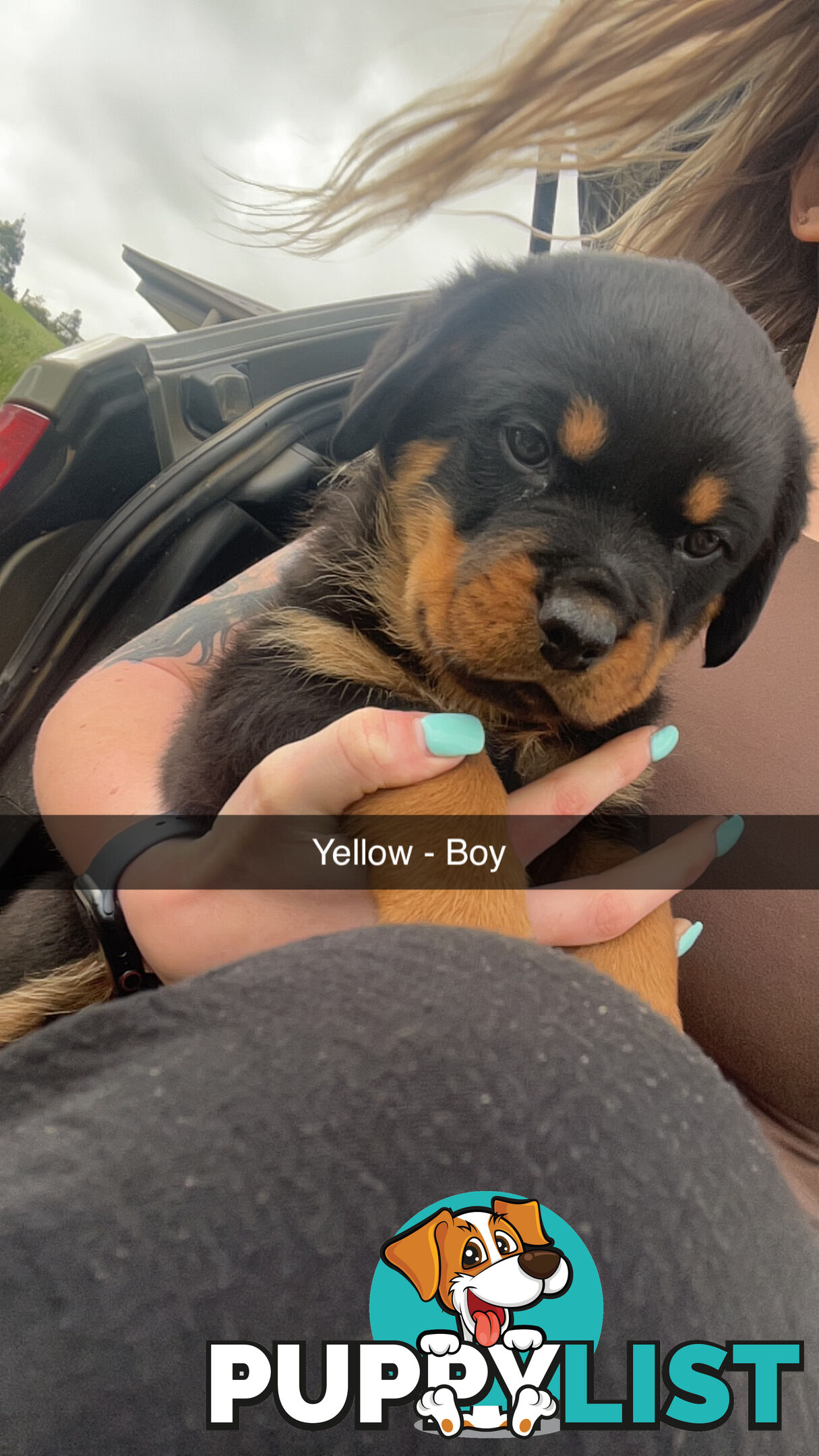 Rottweiler puppies