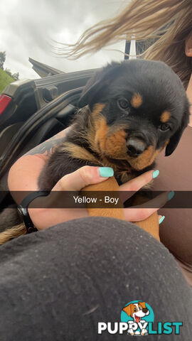 Rottweiler puppies