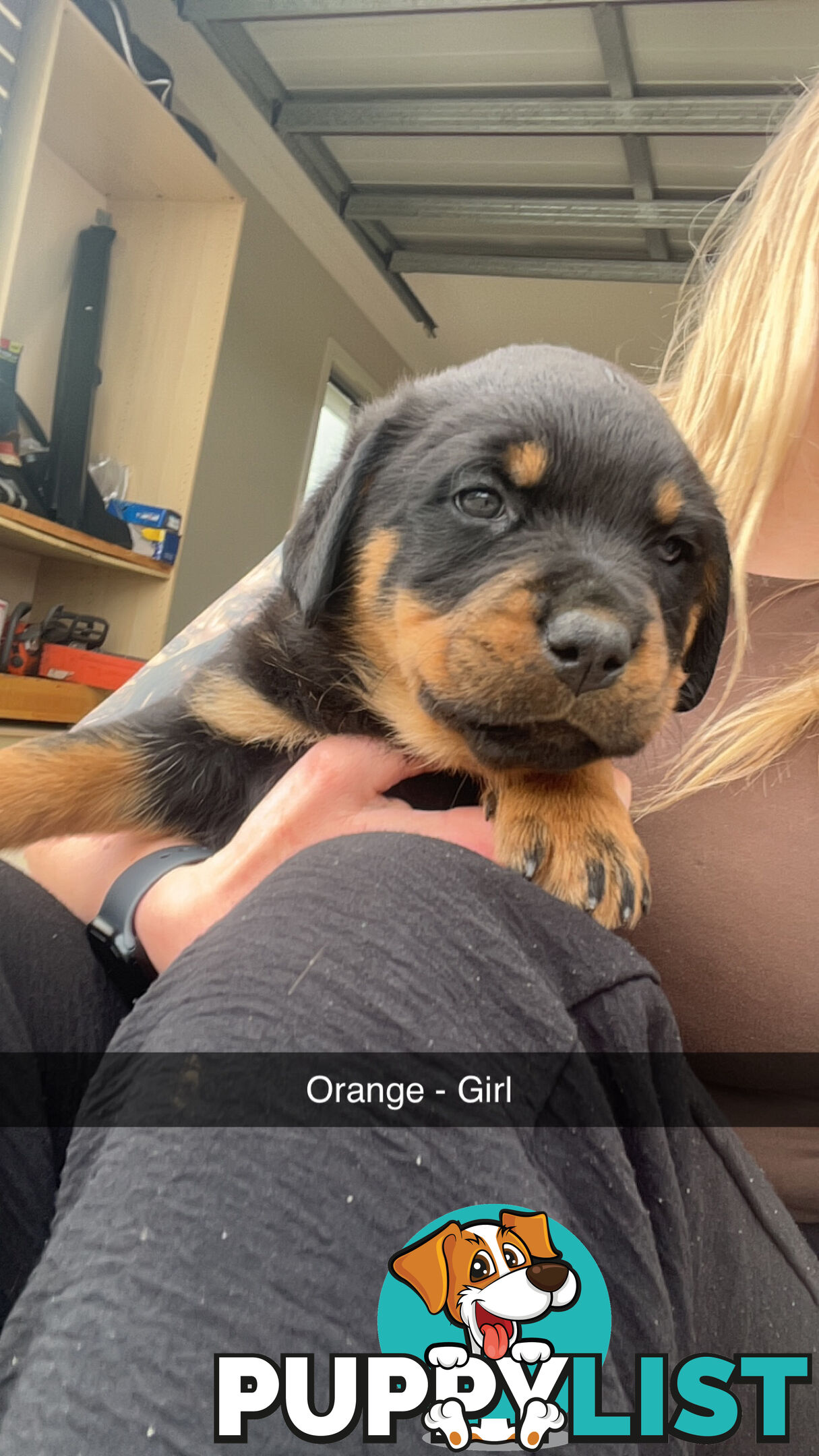 Rottweiler puppies