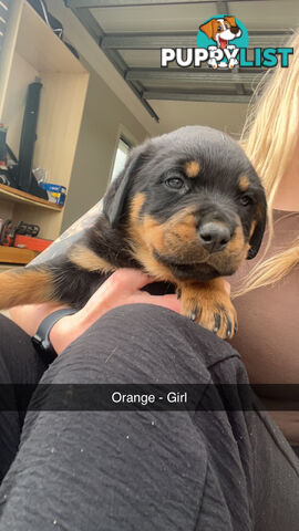 Rottweiler puppies