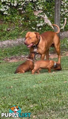 American Staffy puppies - strong &amp; healthy