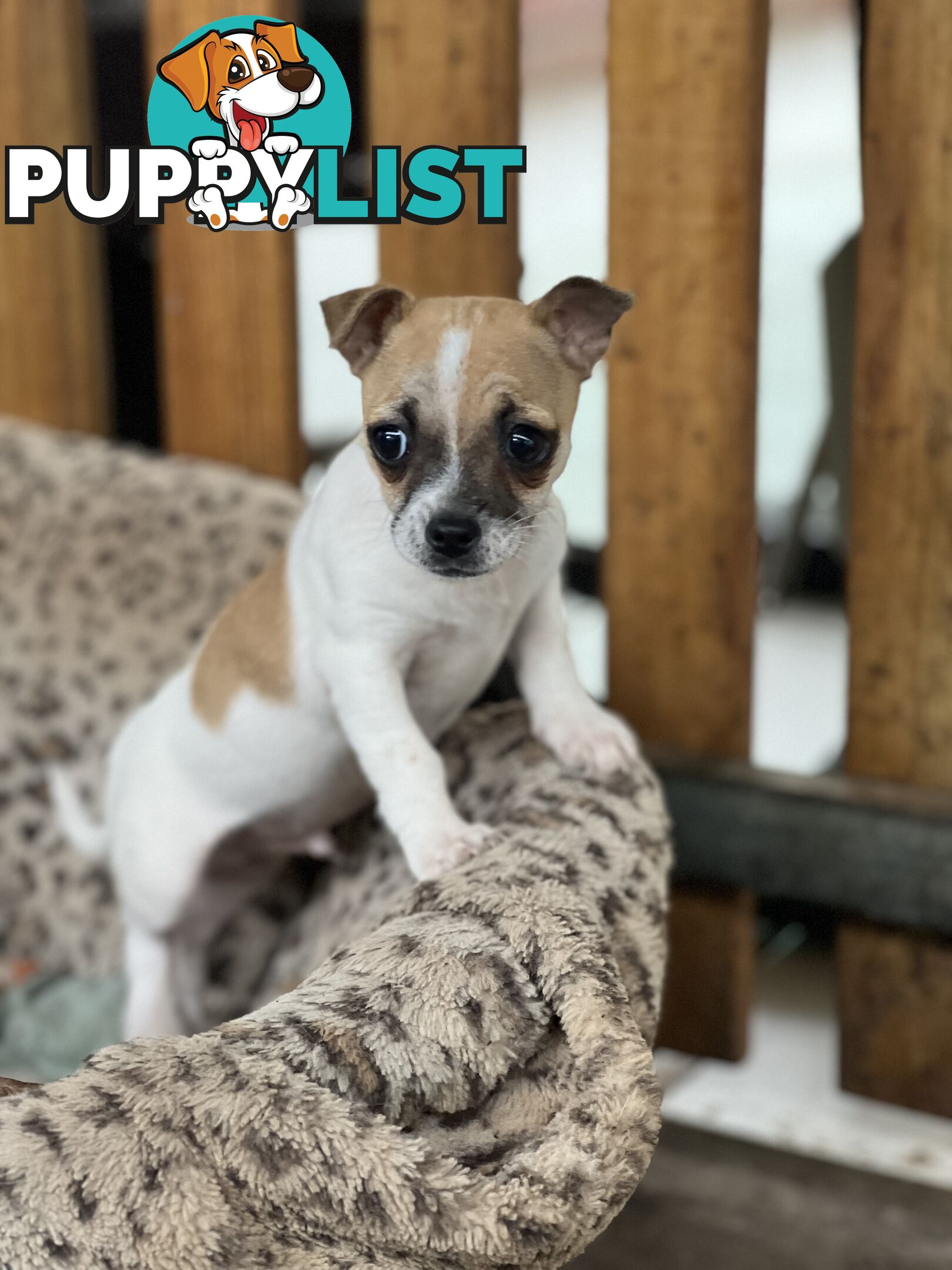 Purebred Smooth Coat Chihuahua - male