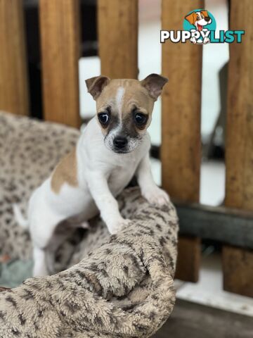 Purebred Smooth Coat Chihuahua - male