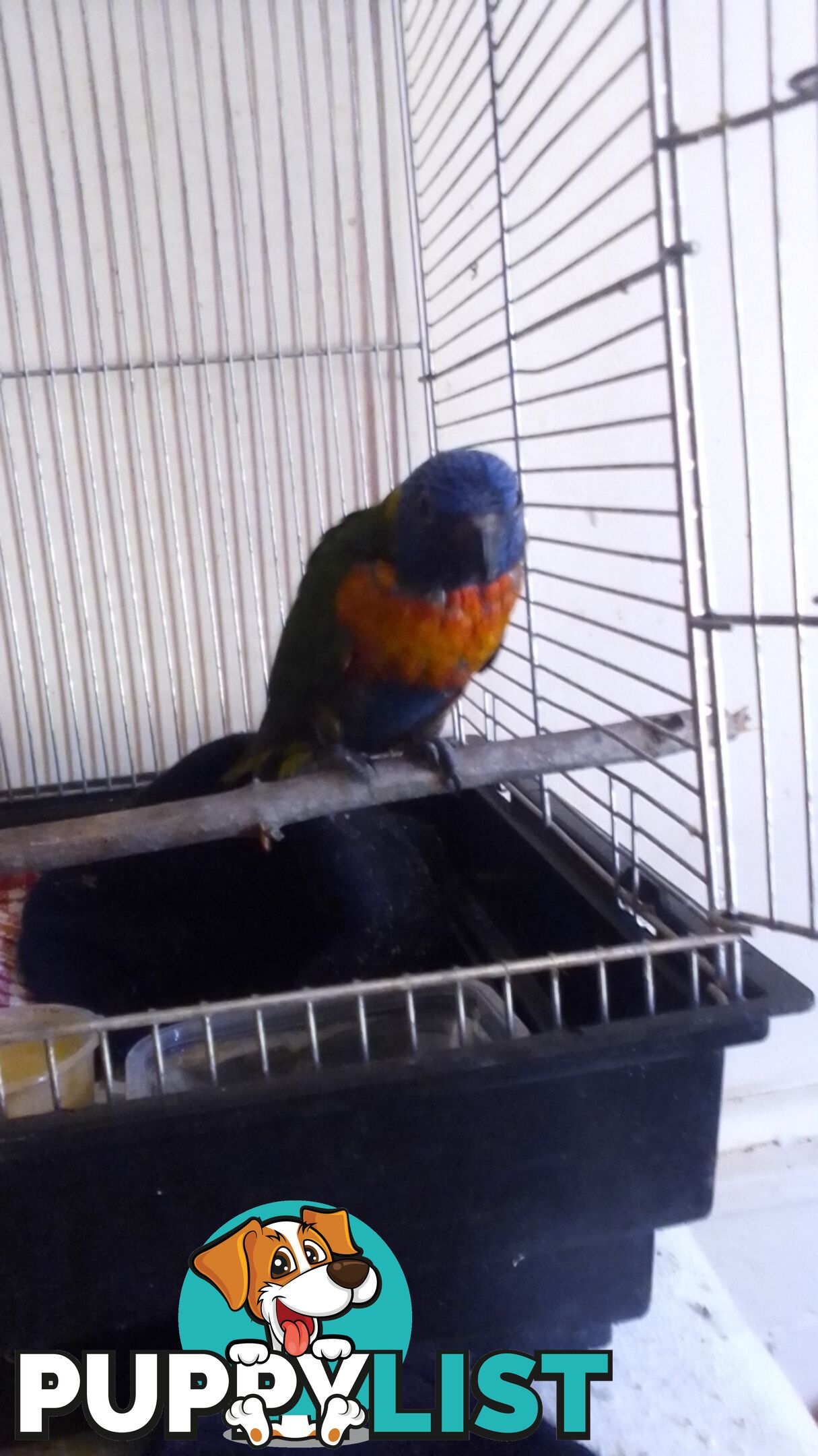 hand raised rainbow lorikeet