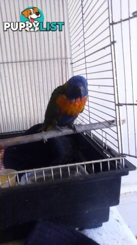 hand raised rainbow lorikeet