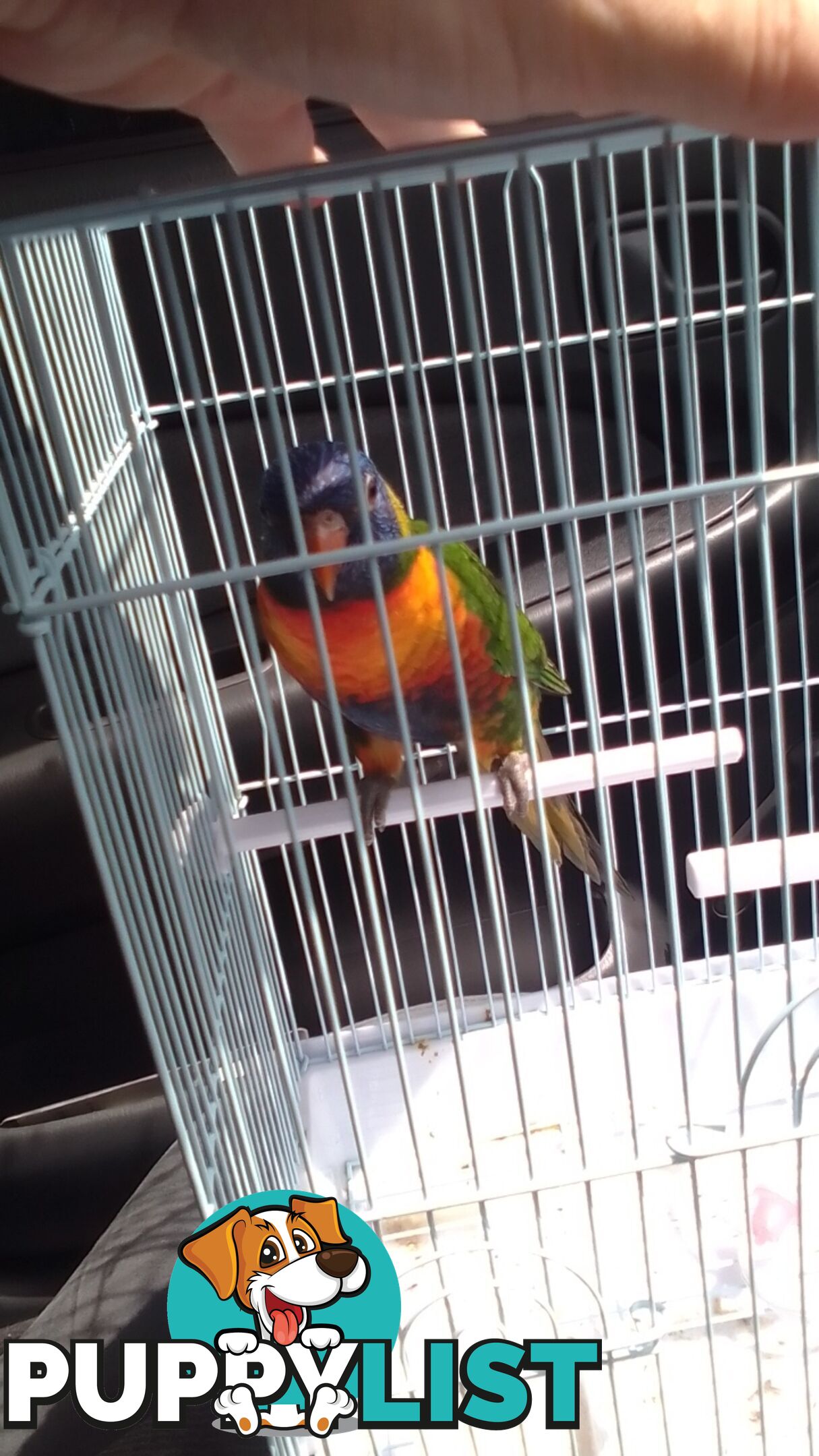 hand raised rainbow lorikeet