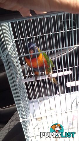 hand raised rainbow lorikeet