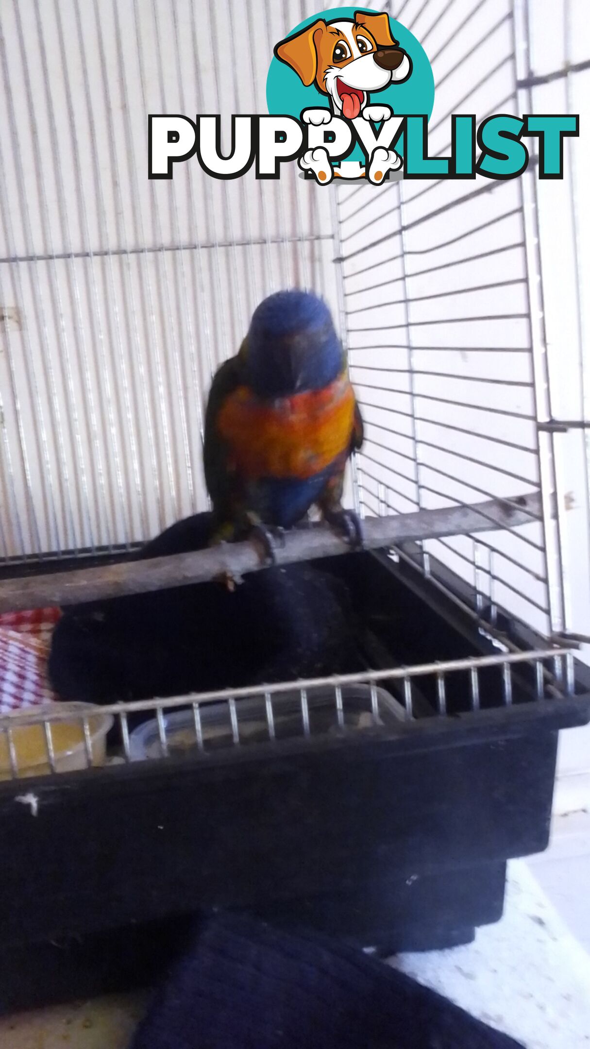 hand raised rainbow lorikeet