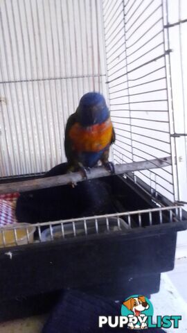 hand raised rainbow lorikeet