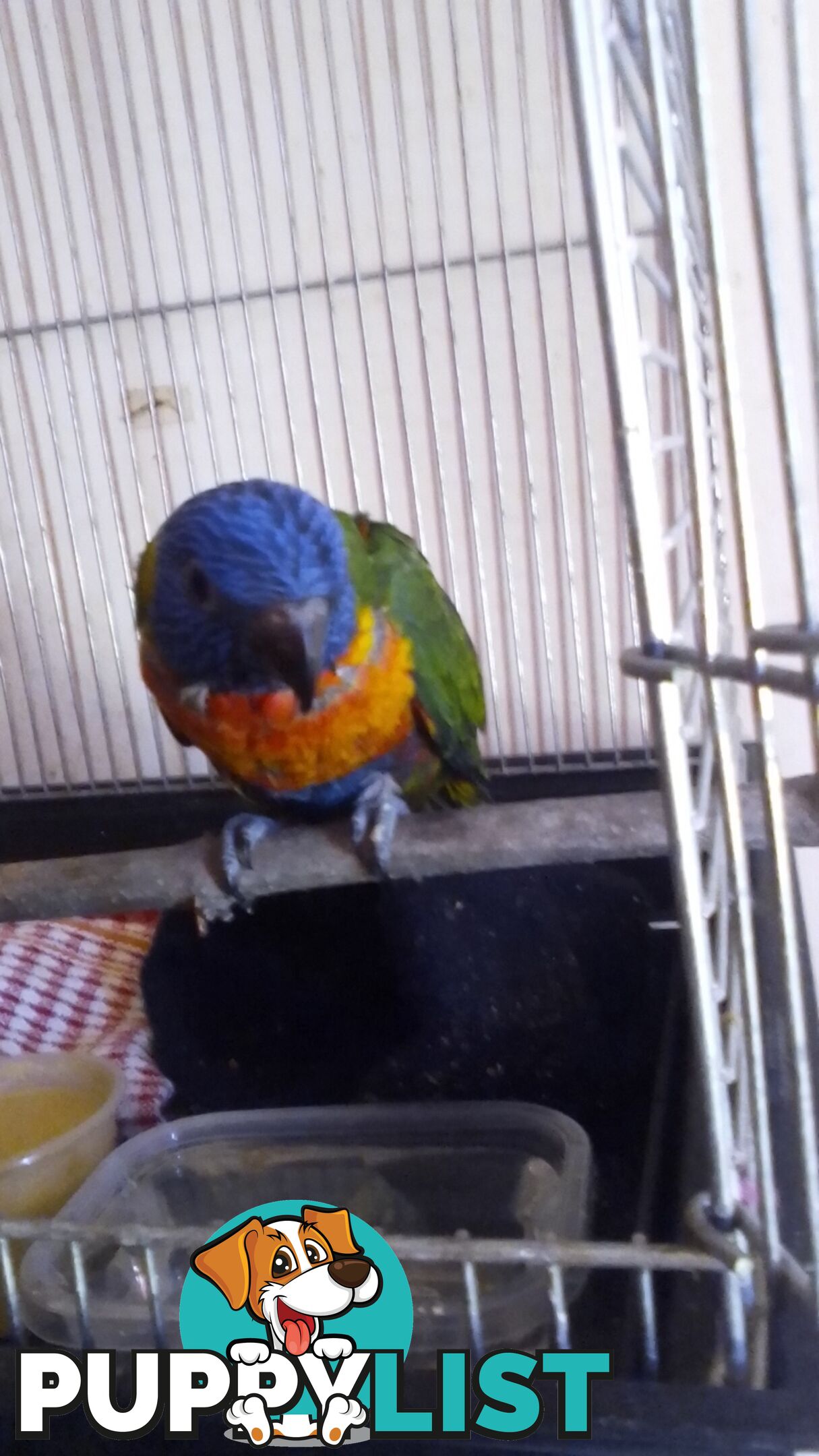 hand raised rainbow lorikeet