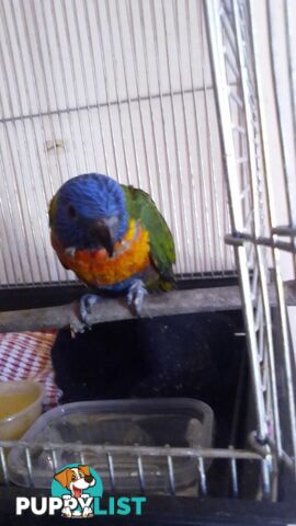 hand raised rainbow lorikeet