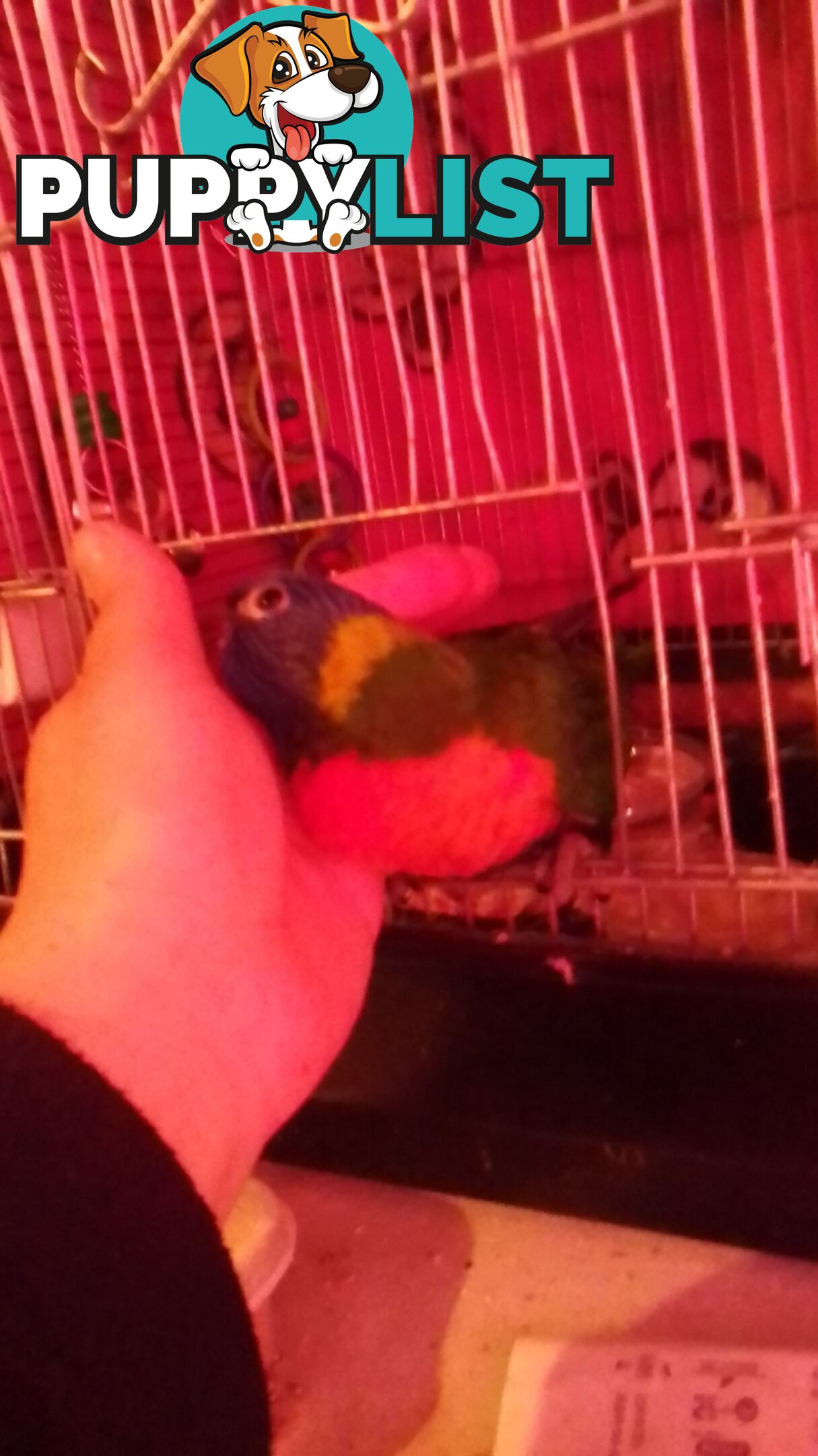 hand raised rainbow lorikeet