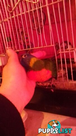 hand raised rainbow lorikeet