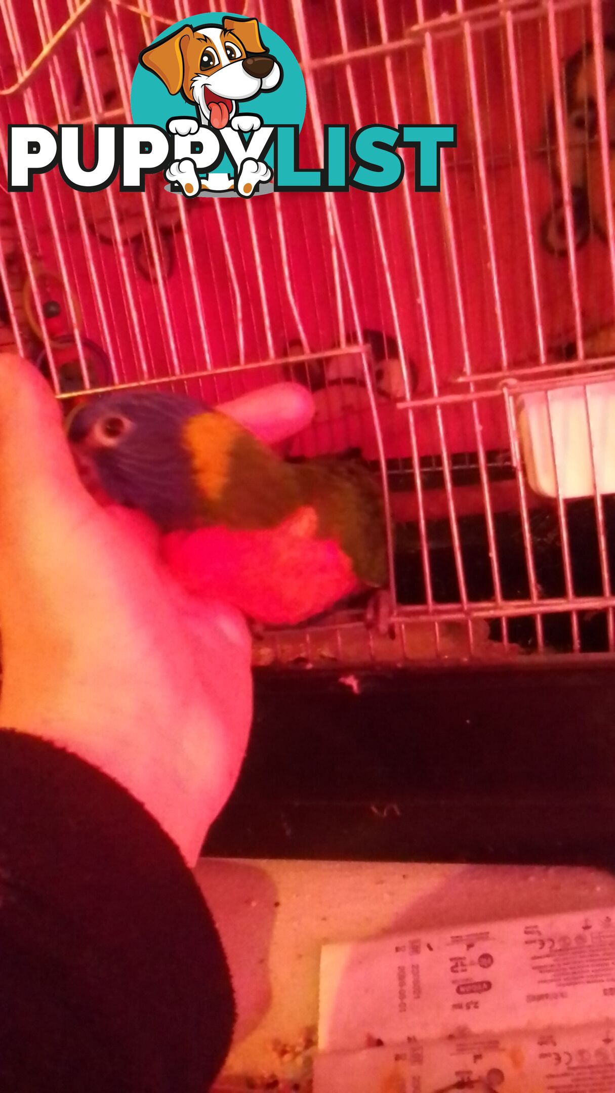 hand raised rainbow lorikeet