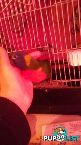 hand raised rainbow lorikeet