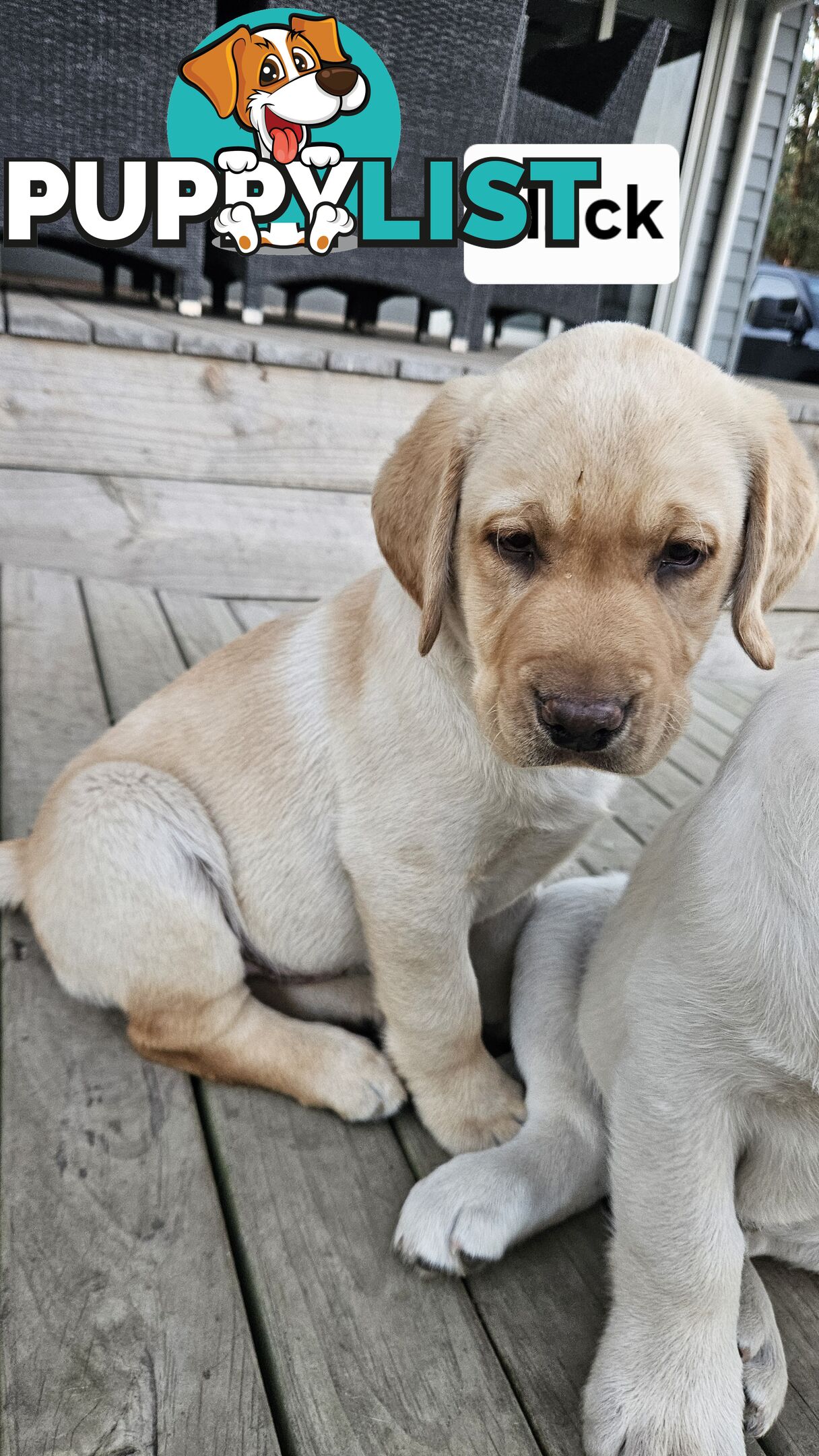 PUREBRED LABRADOR PUPS