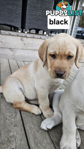 PUREBRED LABRADOR PUPS