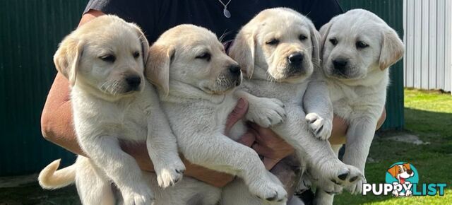 PUREBRED LABRADOR PUPS