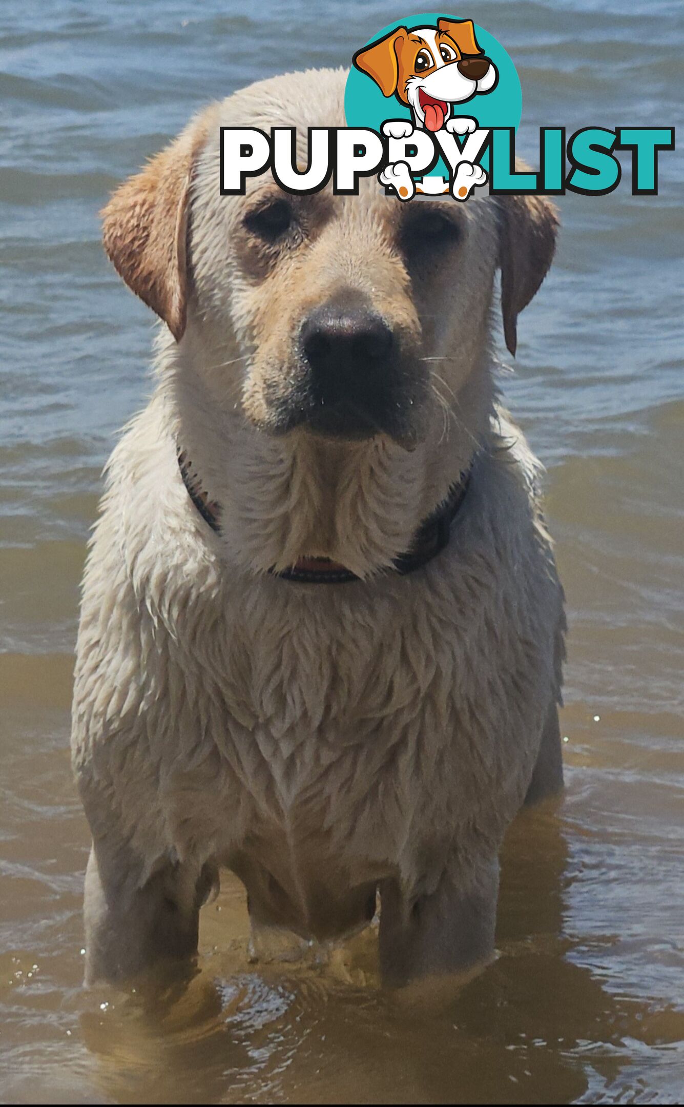PUREBRED LABRADOR PUPS