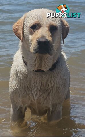 PUREBRED LABRADOR PUPS
