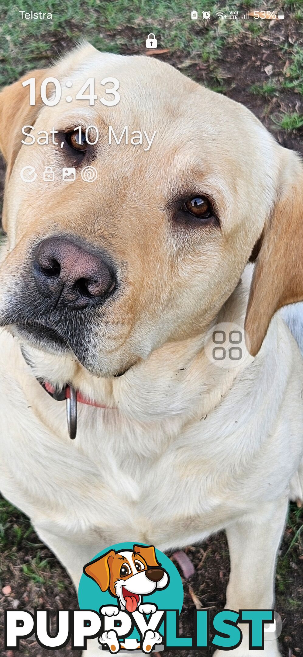 PUREBRED LABRADOR PUPS