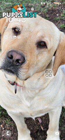PUREBRED LABRADOR PUPS