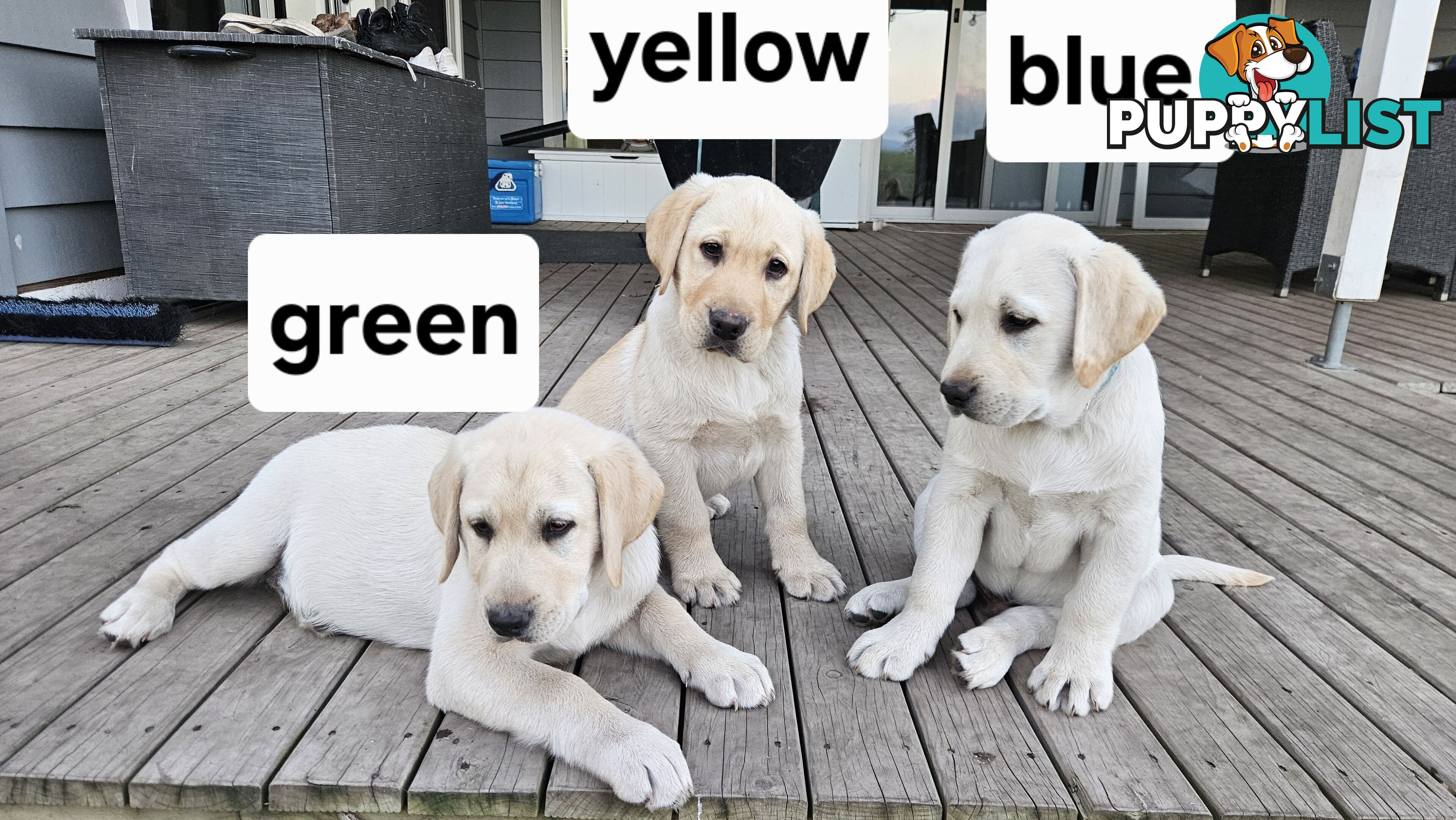 PUREBRED LABRADOR PUPS