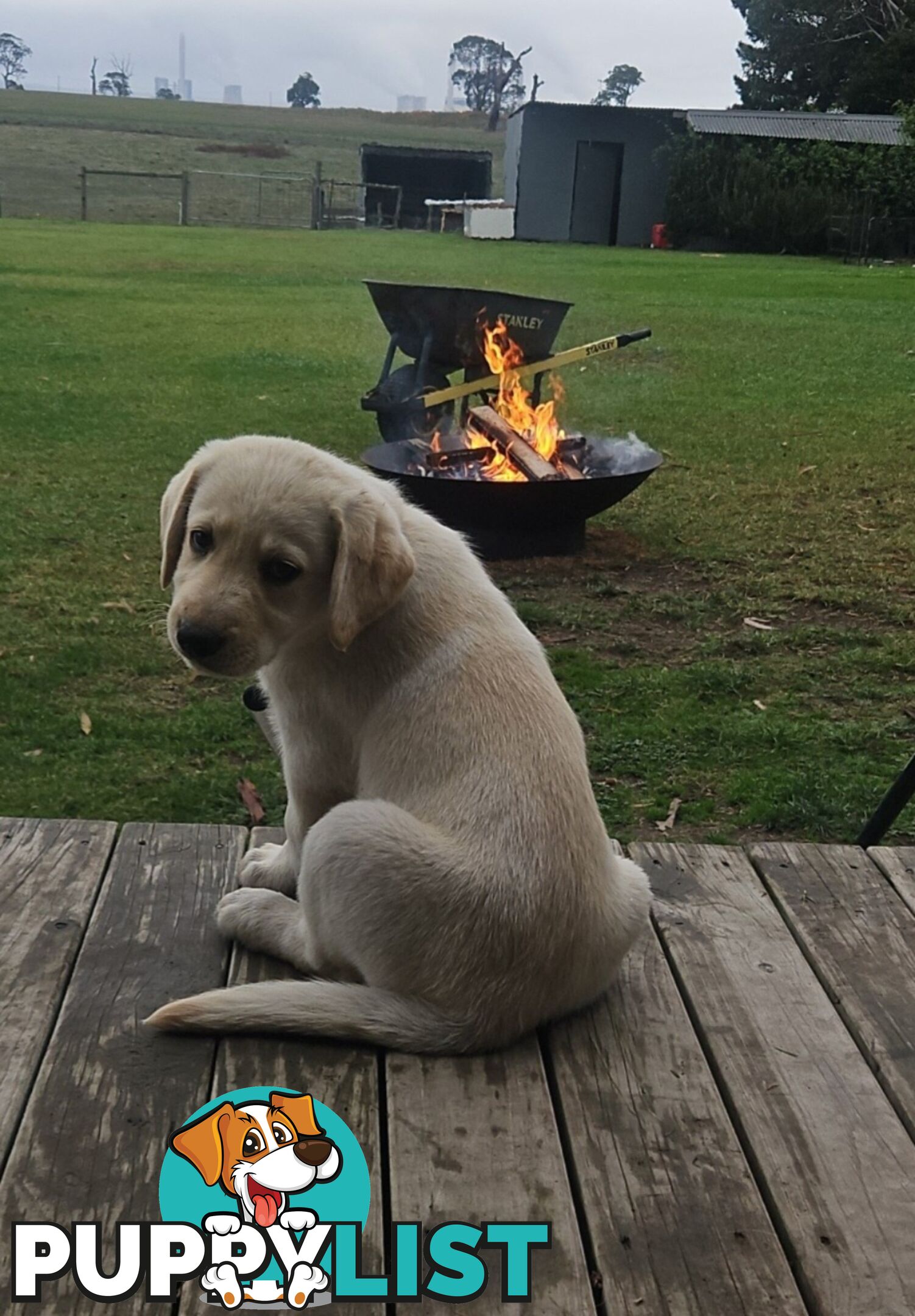 PUREBRED LABRADOR PUPS