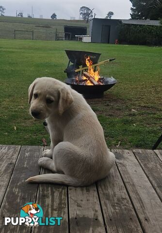 PUREBRED LABRADOR PUPS