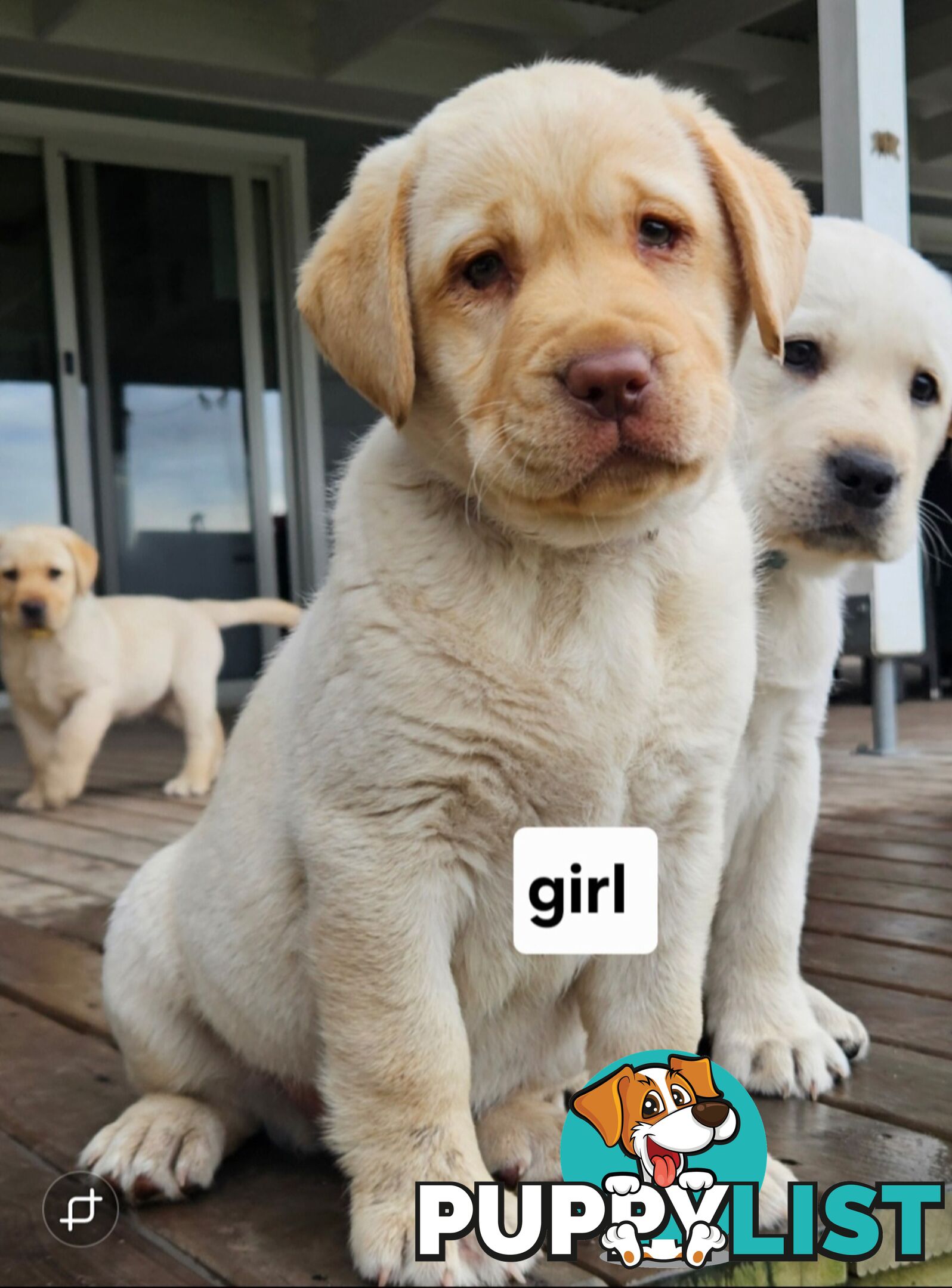 PUREBRED LABRADOR PUPS