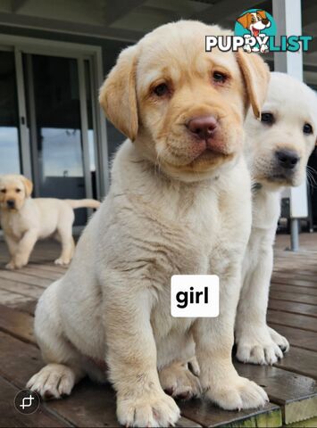 PUREBRED LABRADOR PUPS