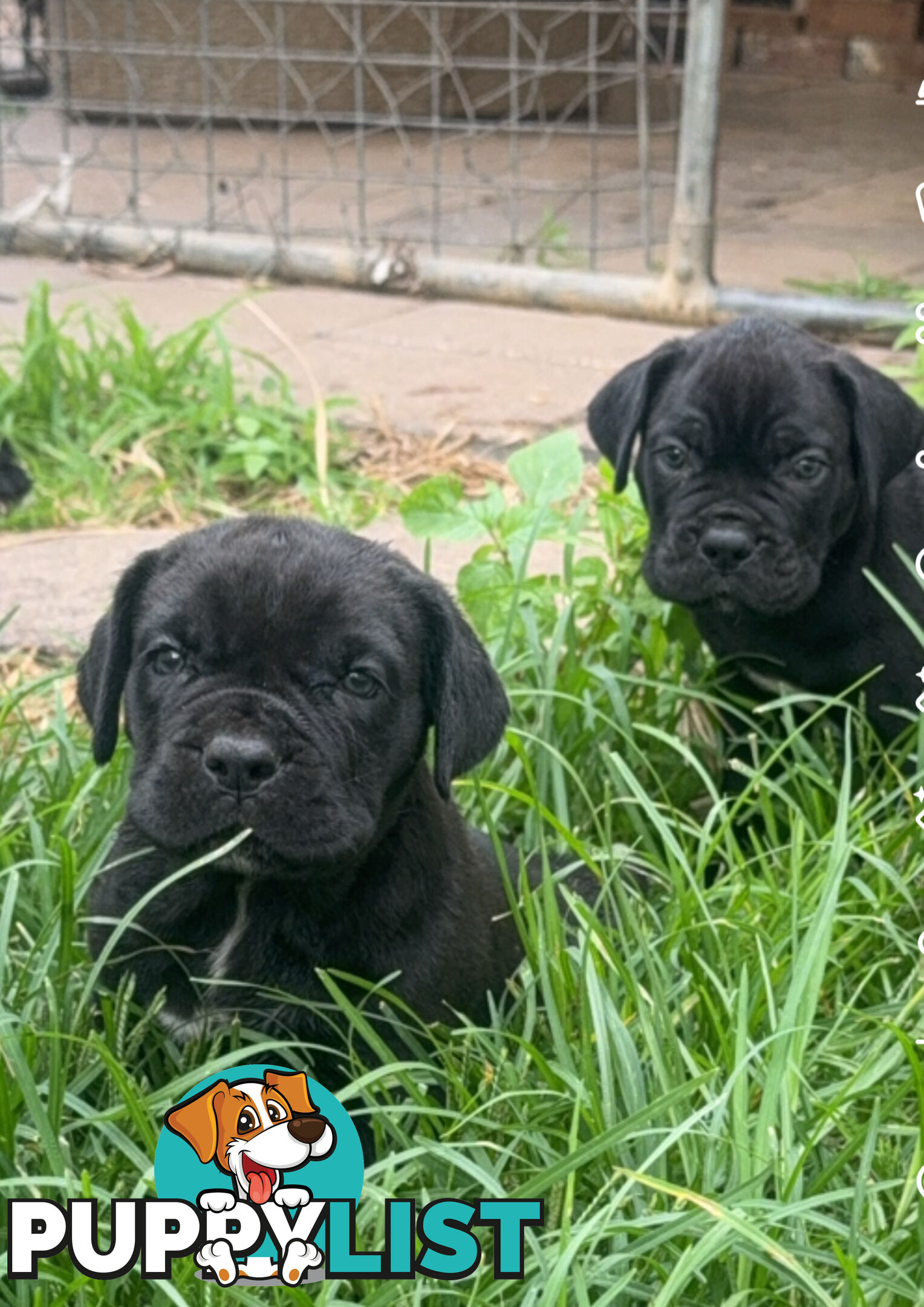 Cheap cane Corso