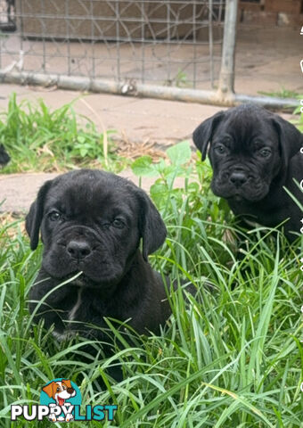 Cheap cane Corso