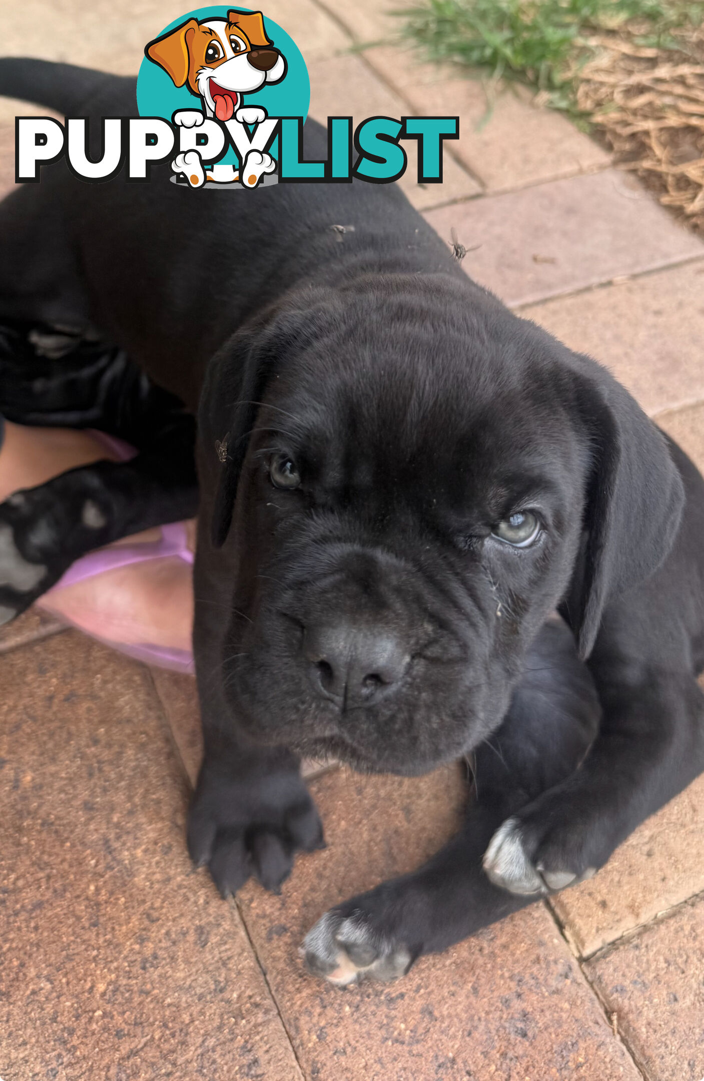 Cheap cane Corso