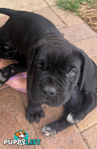 Cheap cane Corso