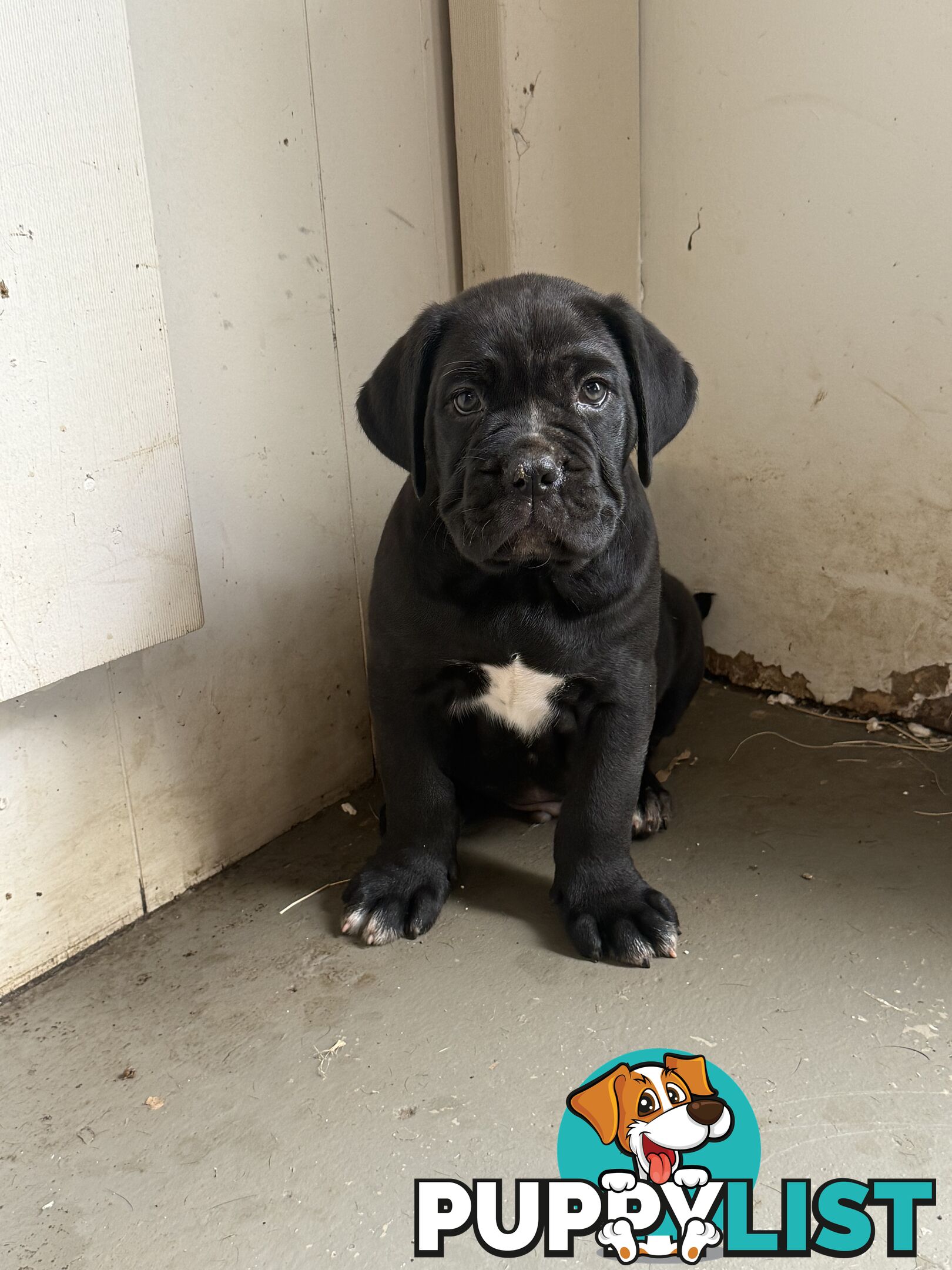 Cheap cane Corso