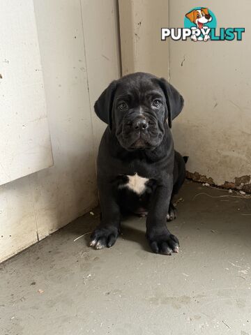 Cheap cane Corso