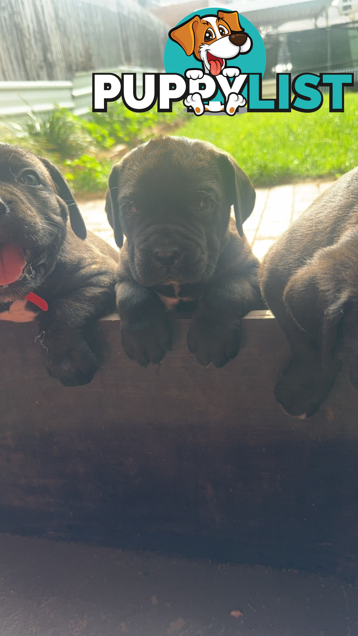 Cheap cane Corso