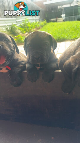 Cheap cane Corso