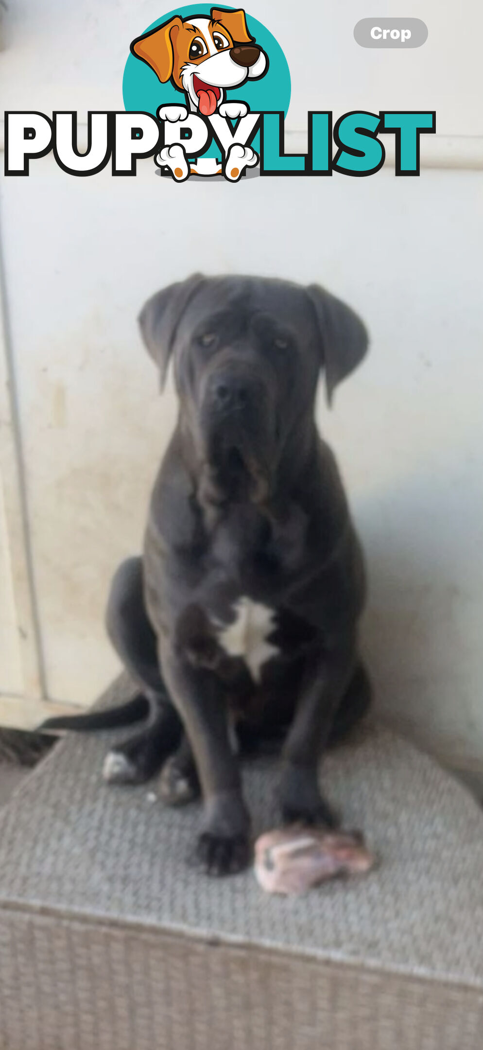 Cheap cane Corso