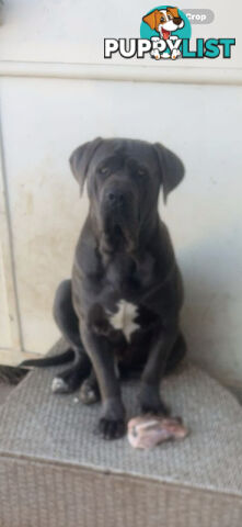 Cheap cane Corso