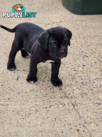 Cheap cane Corso