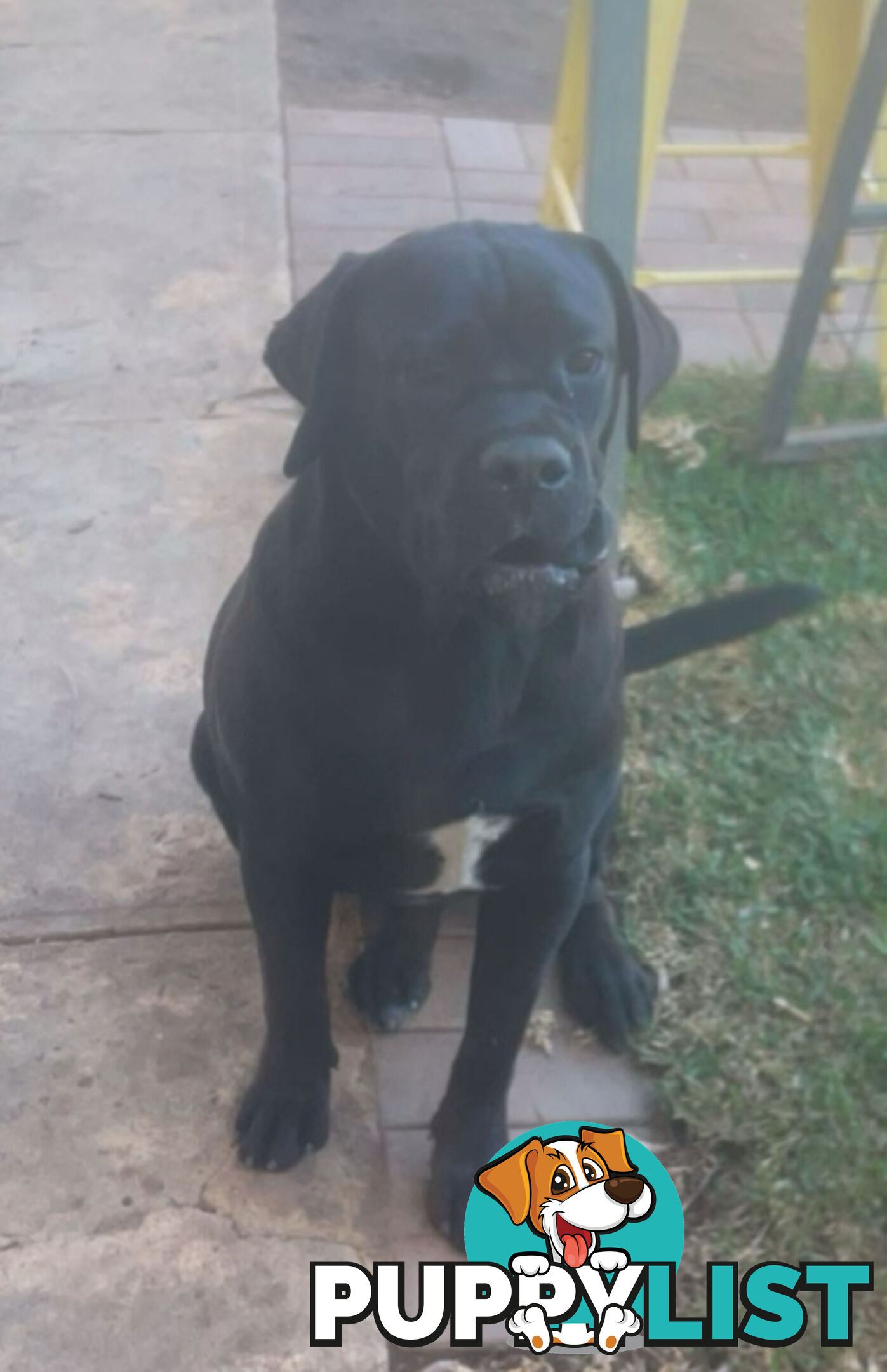 Cheap cane Corso