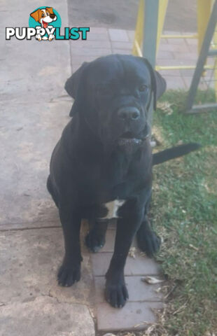 Cheap cane Corso