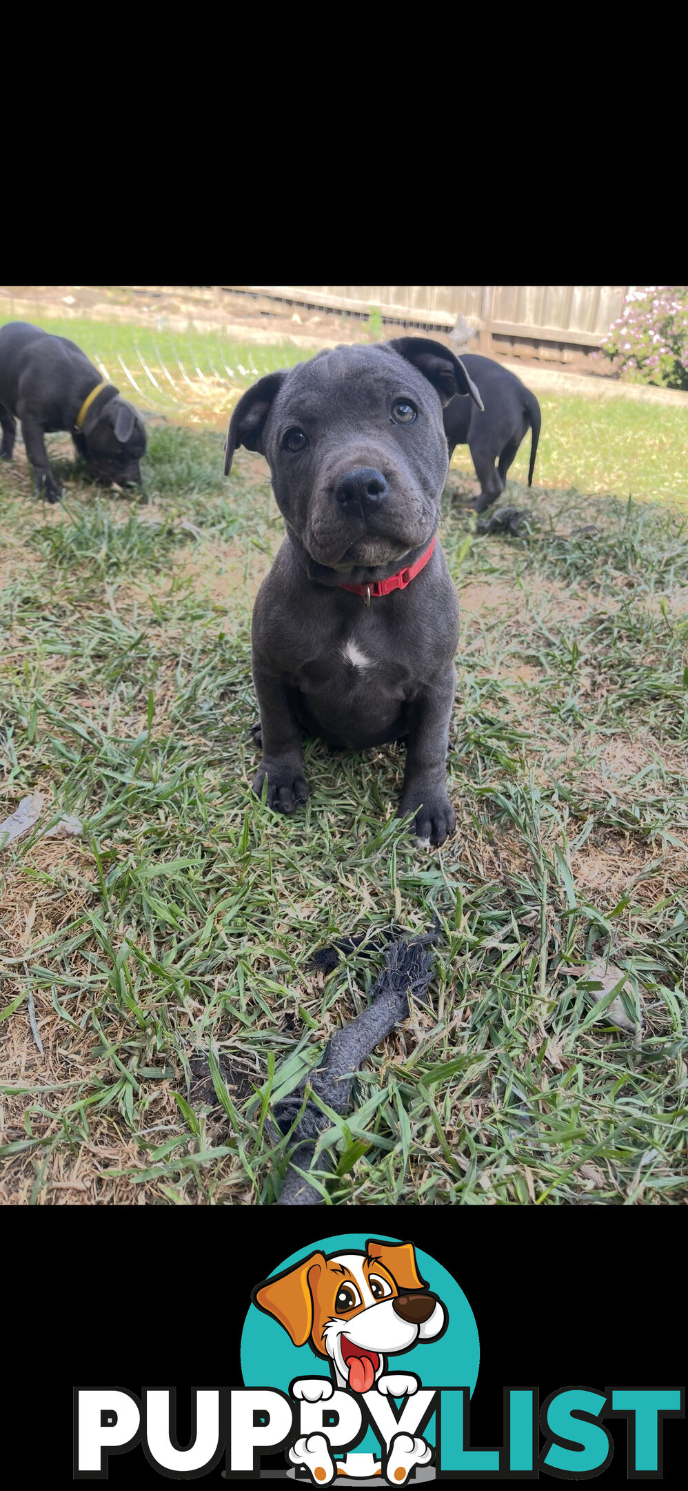 English Staffordshire Puppies