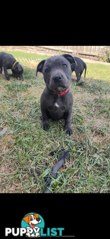 English Staffordshire Puppies