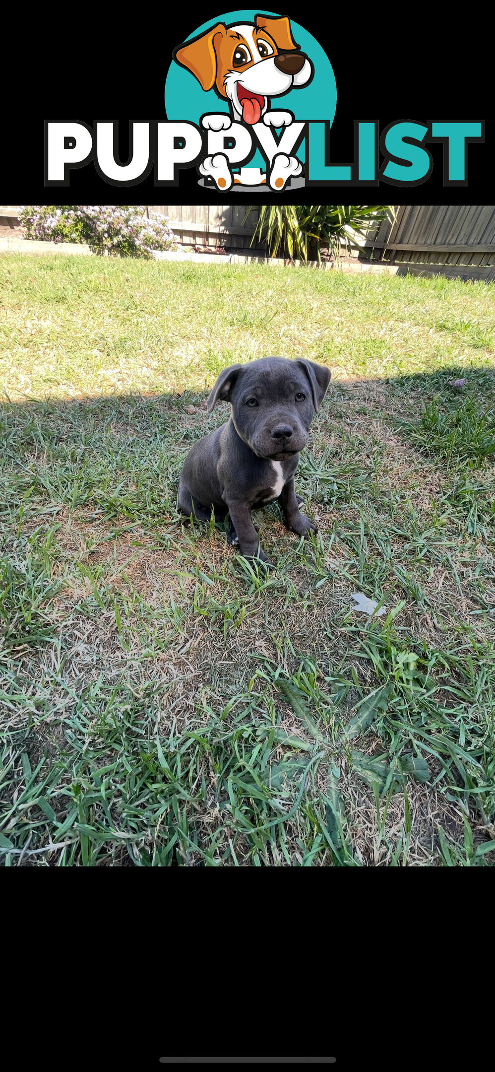 English Staffordshire Puppies