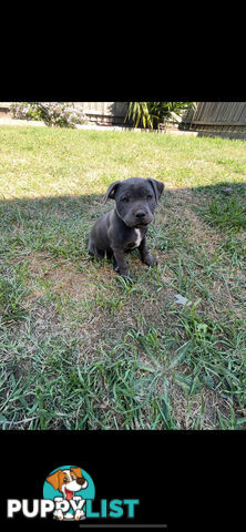 English Staffordshire Puppies