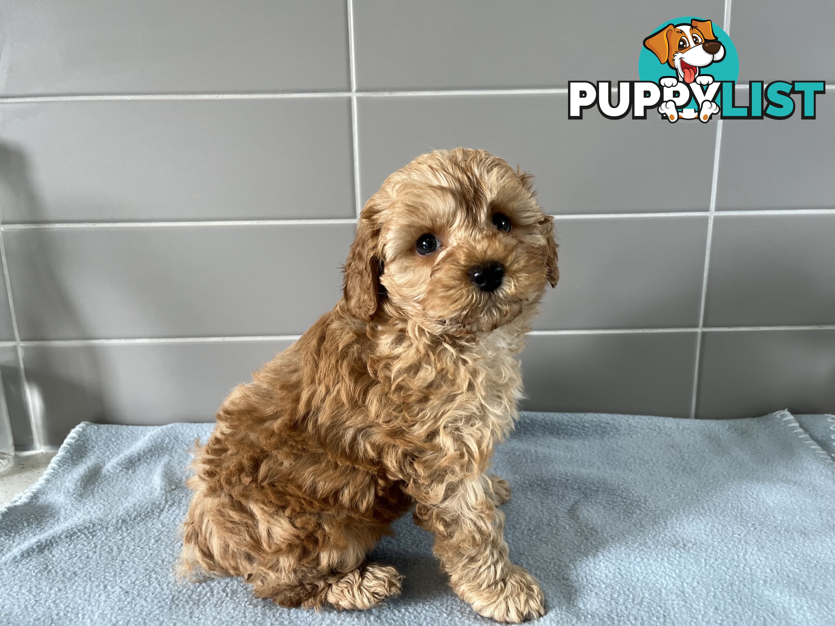 Cavoodle puppies for sale- DNA Cleared