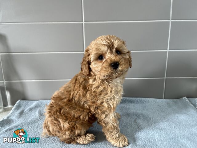 Cavoodle puppies for sale- DNA Cleared